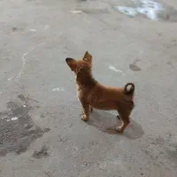 پاکوتاه ماده شیوا وا|سگ|تهران, فلسطین (میدان انقلاب)|دیوار