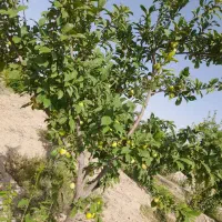 زمین باغ میوه باغچه ویلا استخر ماهی|فروش زمین و ملک کلنگی|تهران, تختی|دیوار