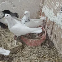 کبوتر طوقی|پرنده|تهران, بیسیم|دیوار