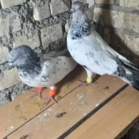 شیخی وپلاکی|پرنده|رامشیر, |دیوار