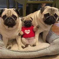 توله سگ پاگ