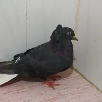 کبوتر دمسفید|پرنده|مرودشت, مجد آباد|دیوار