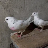 کفتر|پرنده|قم, باغ شریفی|دیوار