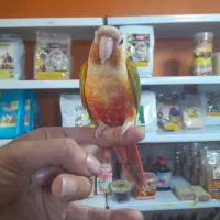 طوطی گرینچیک سوپر رام و سخنگو اسمش فلفل