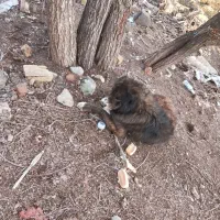 سگ قفقاز|سگ|دهگلان, |دیوار