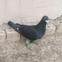 کفترالمانی