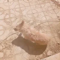 سگ بوجی