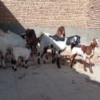 4عدد بز پاکستانی درجه یک|حیوانات مزرعه|کاشمر, |دیوار