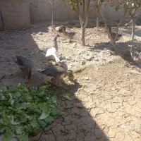 ۴ عدد غاز|حیوانات مزرعه|رباط‌کریم, الارد|دیوار