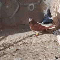 سبز حلقه نارنجی گم شده