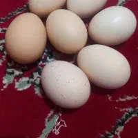 تخم مرغ خونگی نطفه دار