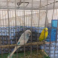 پرنده|پرنده|گلپایگان, |دیوار
