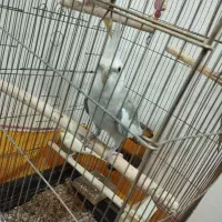 عروس هلندی|پرنده|فردیس, شهرک شهید حسینی|دیوار