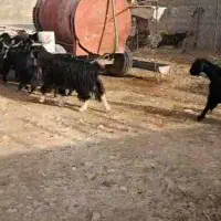 بیست راس بز گل چین شده از داخل صد بز گرفتمشون
