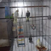 عروس هلندی فول دستی زعفرانی