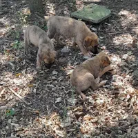 واگذاری توله سگ ژرمن