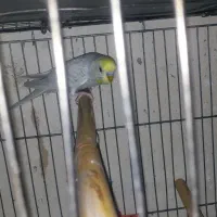 یک عدد مرغ عشق نر  رینبو