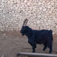 اخته فروشی(چاق تخت)