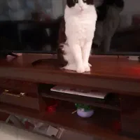 واگذاری گربه ماده تاکسیدو|گربه|کرج, گلشهر|دیوار