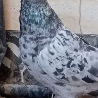 کبوتر|پرنده|قم, قلعه یزدیها|دیوار