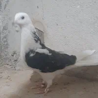 جوجه کبوتر و پرشی|پرنده|قم, زنبیل آباد|دیوار
