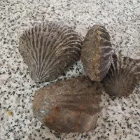 فسیل