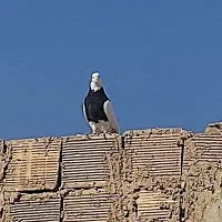 نروماده طوقی کرمانشاهی پاک پاک بشرط