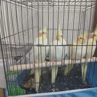 عروس هلندی جوجه ۴۰ روزه