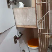 پرنده|پرنده|بندر ماهشهر, |دیوار