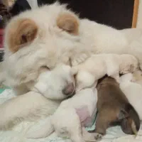 توله چاوچاو چمپیون وارداتی