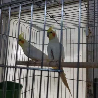 عروس‌هلندی|پرنده|نمین, |دیوار