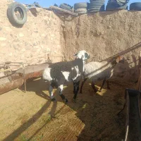 بره قوچی کاور افشاری|حیوانات مزرعه|سربیشه, |دیوار