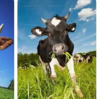 ب نام خدا. کره گاوداری ب صورت عمده