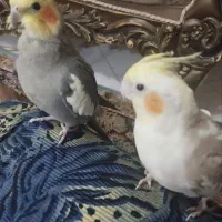 عروس هلندی جفت