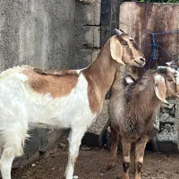 فروش ۴بز صالح و تیشتر پلنگی پاکستایل اصل|حیوانات مزرعه|بهبهان, |دیوار