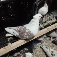 کفتر یا کبوتر سه تا ماده پشدار