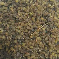 کشمش|عمده‌فروشی|گرگان, |دیوار