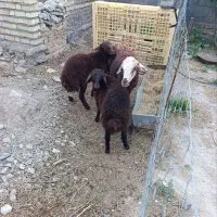 میش دوقلوزا هیکل