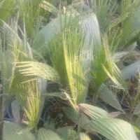 فروش پالم و یاس هلندی|گل و گیاه طبیعی|رحیمآباد, |دیوار