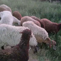 بره نرو ماده