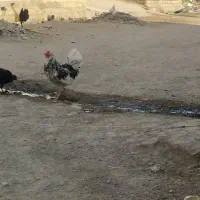 خروس کلین