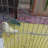 طوطی کوتوله برزیلی