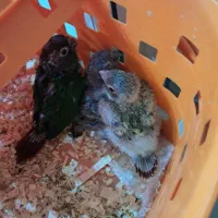 طوطی گیرچینگ سرلاکی