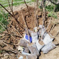 قلم یاقوتی شرابی