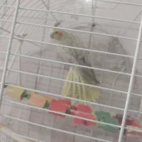 عروس هلندی نر|پرنده|مشگین شهر, |دیوار