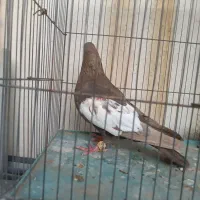 دو عدد کفتر خوب بکت سفید نر سوسنی دم سفید ماده
