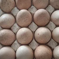 تخم مرغ و تخم بوقلمون