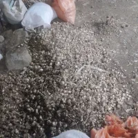 خرید سیر ضایعاتی  زیر سرندسیر سورت شده