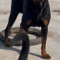 روتوایلر|سگ|شیراز, وزیرآباد|دیوار