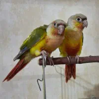 طوطی گرینچیک با قرمزی عالی|پرنده|مهریز, |دیوار